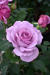 Love Song Rose (Rosa 'WEKstameda') at Stonegate Gardens
