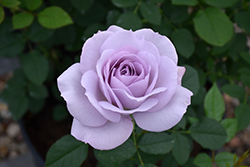 Silver Lining Rose (Rosa 'WEKcrypeplos') at Stonegate Gardens