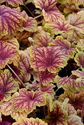 Red Lightning Coral Bells (Heuchera 'Red Lightning') at Lakeshore Garden Centres