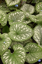Emerald Mist Bugloss (Brunnera macrophylla 'Emerald Mist') at Lakeshore Garden Centres