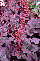 Grape Timeless Coral Bells (Heuchera 'Grape Timeless') at A Very Successful Garden Center