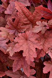 Fun and Games Red Rover Foamy Bells (Heucherella 'Red Rover') at Lakeshore Garden Centres