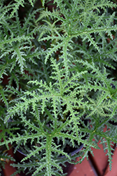 Pine Scented Geranium (Pelargonium x fragrans 'Pine') at Stonegate Gardens