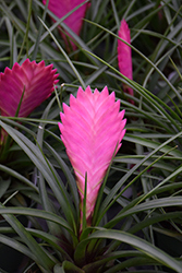 Pink Quill (Tillandsia cyanea) at Stonegate Gardens