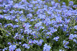 Victoria Blue Forget-Me-Not (Myosotis sylvatica 'Victoria Blue') at Lakeshore Garden Centres