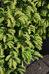 Everlow Yew (Taxus x media 'Everlow') at Stonegate Gardens