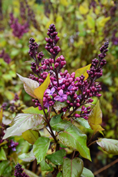 Declaration Lilac (Syringa 'Declaration') at A Very Successful Garden Center