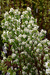 Standing Ovation Saskatoon Berry (Amelanchier alnifolia 'Obelisk') at Lakeshore Garden Centres