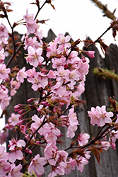Pink Flair Sargent Cherry (Prunus sargentii 'JFS-KW58') at Lakeshore Garden Centres