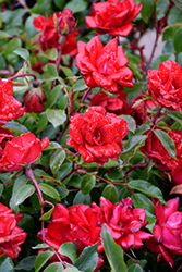 Grace N' Grit Red Rose (Rosa 'Meizygglie') at Lakeshore Garden Centres