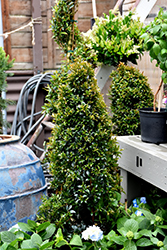 Dwarf Brush Cherry (Eugenia myrtifolia 'Globulus') at Lakeshore Garden Centres