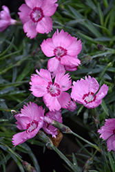 Mountain Frost Pink Twinkle Pinks (Dianthus 'KonD1060K3') at Lakeshore Garden Centres
