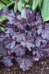 Grande Black Coral Bells (Heuchera 'TNHEUGB') at Lakeshore Garden Centres