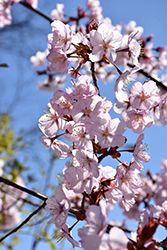 Spring Wonder Sargent Cherry (Prunus sargentii 'Hokkaido Normandale') at Stonegate Gardens