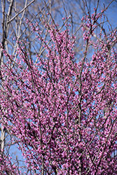 Summer's Tower Redbud (Cercis canadensis 'JN7') at Lakeshore Garden Centres