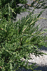 Wisconsin Juniper (Juniperus horizontalis 'Wisconsin') at Lakeshore Garden Centres
