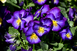 Halo Violet Pansy (Viola cornuta 'Halo Violet') at Stonegate Gardens