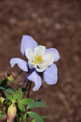 Earlybird Blue and White Columbine (Aquilegia 'PAS1258485') at Stonegate Gardens