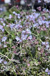Touch Of Class Jacob's Ladder (Polemonium reptans 'Touch Of Class') at Lakeshore Garden Centres