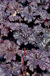 Dressed Up Evening Gown Coral Bells (Heuchera 'Evening Gown') at Lakeshore Garden Centres