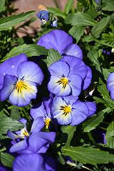 Halo Sky Blue Pansy (Viola cornuta 'Halo Sky Blue') at Stonegate Gardens