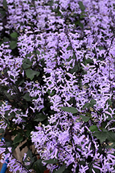 Mona Lavender Swedish Ivy (Plectranthus 'Mona Lavender') at Stonegate Gardens