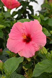Cayman Wind Hibiscus (Hibiscus rosa-sinensis 'Cayman Wind') at A Very Successful Garden Center