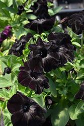 Black Magic Petunia (Petunia 'Black Magic') at Stonegate Gardens