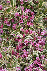 My Monet Purple Effect Weigela (Weigela florida 'Verweig8') at Lakeshore Garden Centres