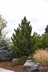 Emerald Arrow Bosnian Pine (Pinus heldreichii 'Emerald Arrow') at Stonegate Gardens