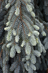 The Blues Colorado Blue Spruce (Picea pungens 'The Blues') at Stonegate Gardens