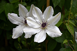 Vancouver Fragrant Star Clematis (Clematis 'Vancouver Fragrant Star') at Stonegate Gardens