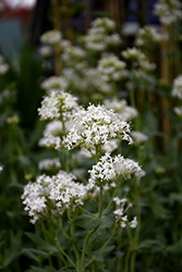 White Valerian (Centranthus ruber 'Albus') at A Very Successful Garden Center