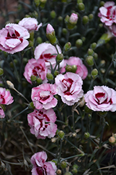 Scent First Raspberry Surprise Pinks (Dianthus 'Devon Yolande') at Stonegate Gardens