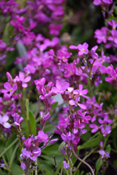 Spring Charm Rock Cress (Arabis 'Spring Charm') at Lakeshore Garden Centres