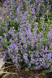 Little Trudy Catmint (Nepeta 'Psfike') at Stonegate Gardens