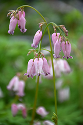 Pacific Bleeding Heart (Dicentra formosa) at Stonegate Gardens