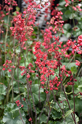 Coral Forest Coral Bells (Heuchera 'Coral Forest') at Stonegate Gardens