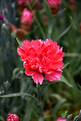 Sunflor Red Allura Carnation (Dianthus caryophyllus 'HILREAL') at Lakeshore Garden Centres