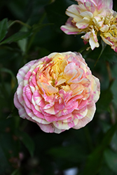 Pop Art Rose (Rosa 'Pop Art') at Stonegate Gardens