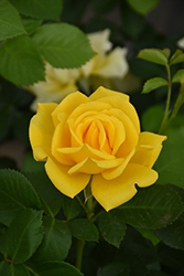 Shockwave Rose (Rosa 'Shockwave') at A Very Successful Garden Center