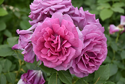 Sweet Madame Blue Rose (Rosa 'WEKwibscryper') at Stonegate Gardens