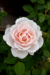 Belinda's Blush Rose (Rosa 'Belinda's Blush') at Stonegate Gardens