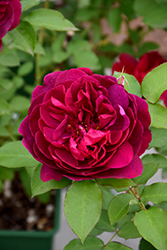 Darcey Bussell Rose (Rosa 'Darcey Bussell') at Stonegate Gardens