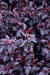 Panther Ninebark (Physocarpus opulifolius 'N5') at Lakeshore Garden Centres