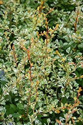Lime Glow Japanese Barberry (Berberis thunbergii 'Lime Glow') at Stonegate Gardens