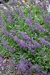 Pink Cotton Lamb's Ear (Stachys lavandulifolia) at Lakeshore Garden Centres