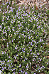 Blue Woolly Speedwell (Veronica pectinata) at Lakeshore Garden Centres