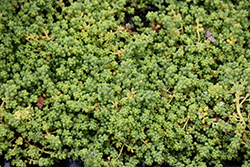 Baby Tears Stonecrop (Sedum album 'Baby Tears') at Lakeshore Garden Centres