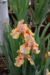 Synergy Iris (Iris 'Synergy') at A Very Successful Garden Center